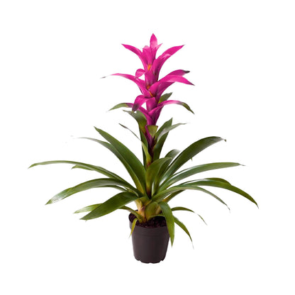 Bromelia Guzmania Morada Plano entero