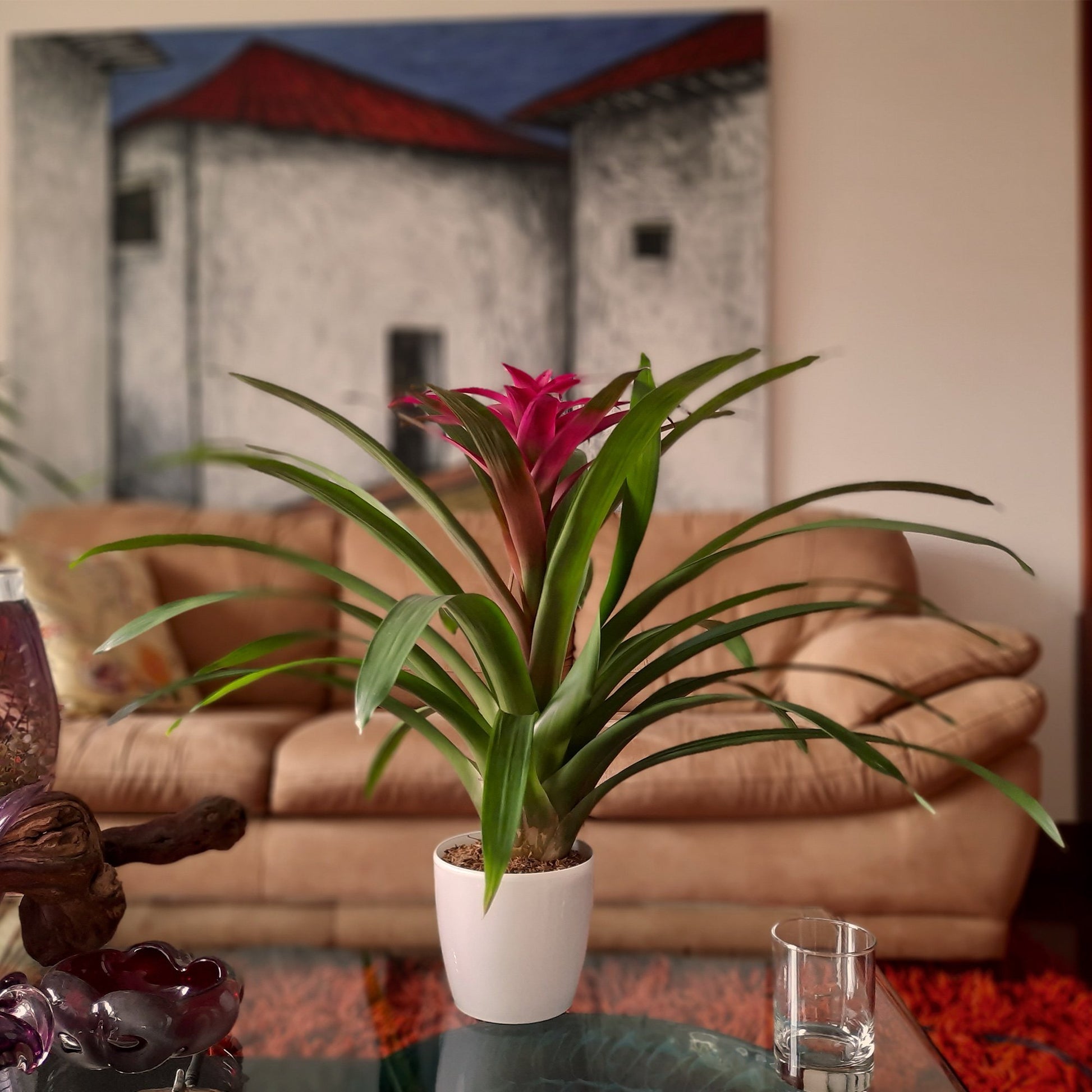 Bromelia Guzmania Morada plano contextual