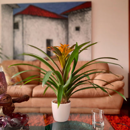 Bromelia naranja plano contextual