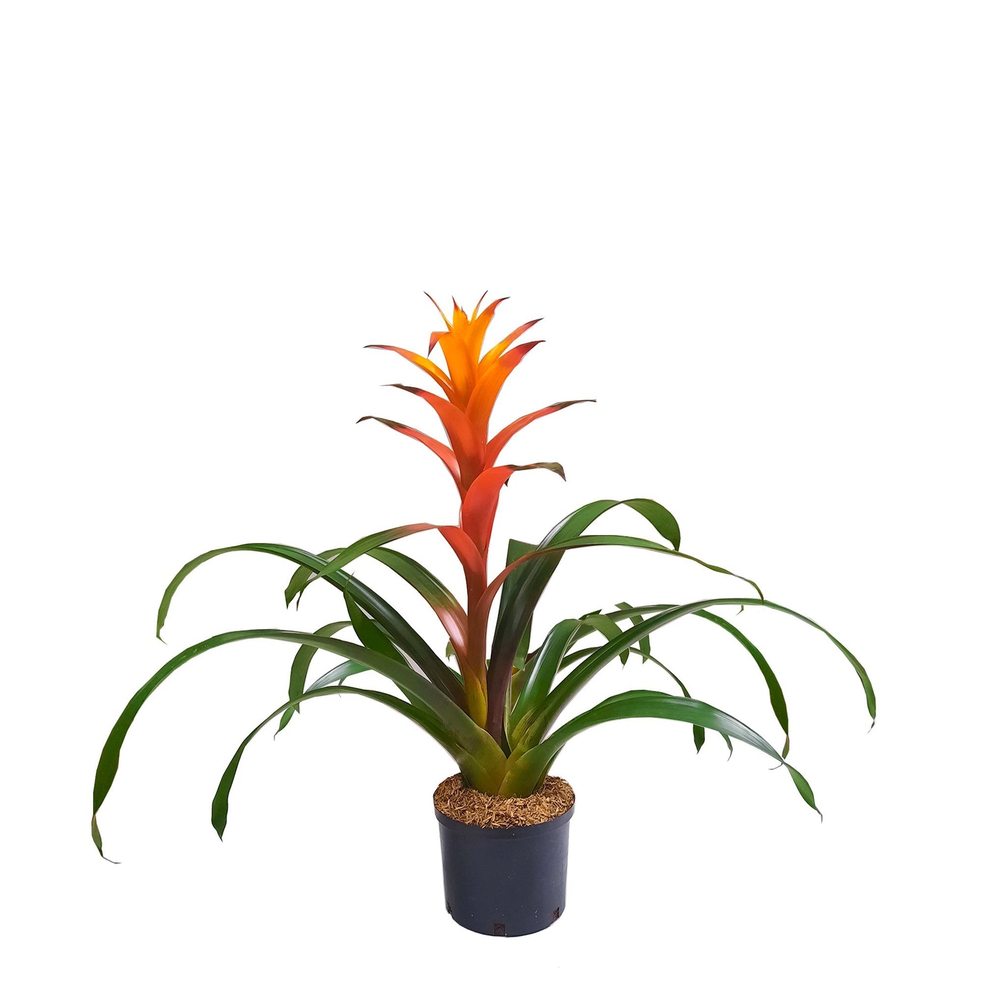 Bromelia Naranja plano entero