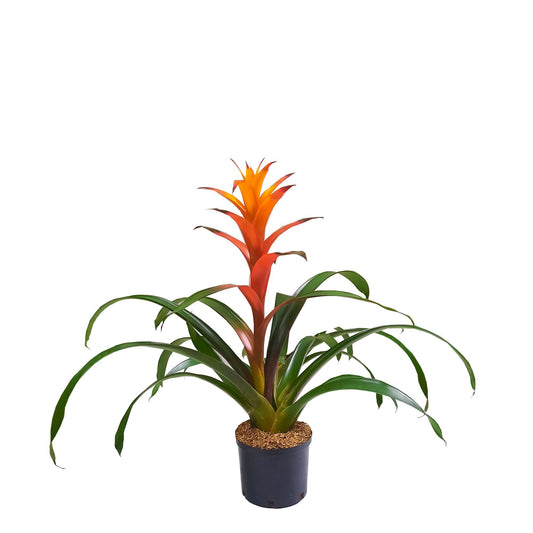 Bromelia Naranja plano entero