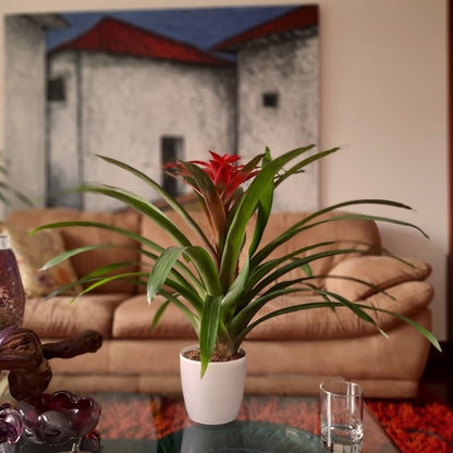 Bromelia Guzmania Roja plano contextual