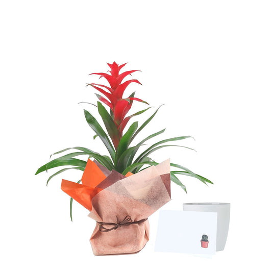 Bromelia empacada de regalo plano entero