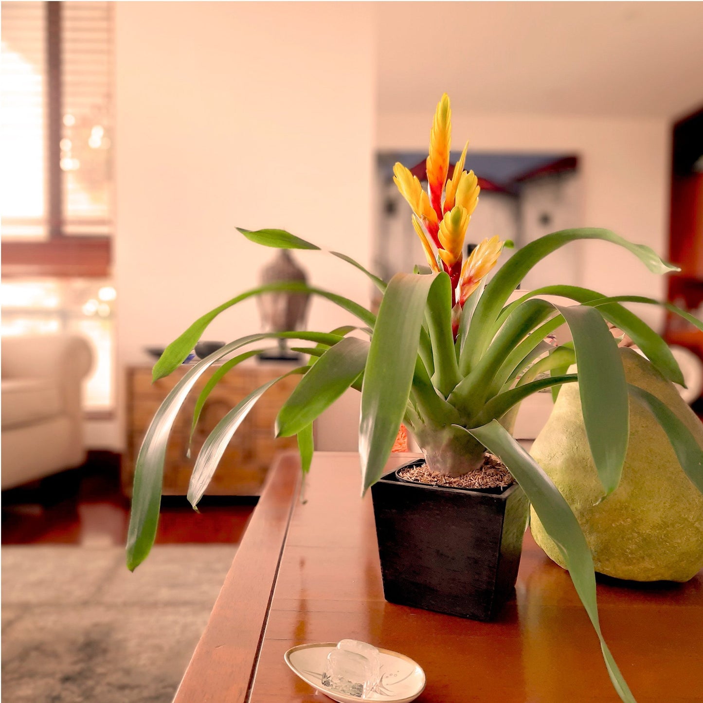 bromelia Vrisea amarilla plano contextual