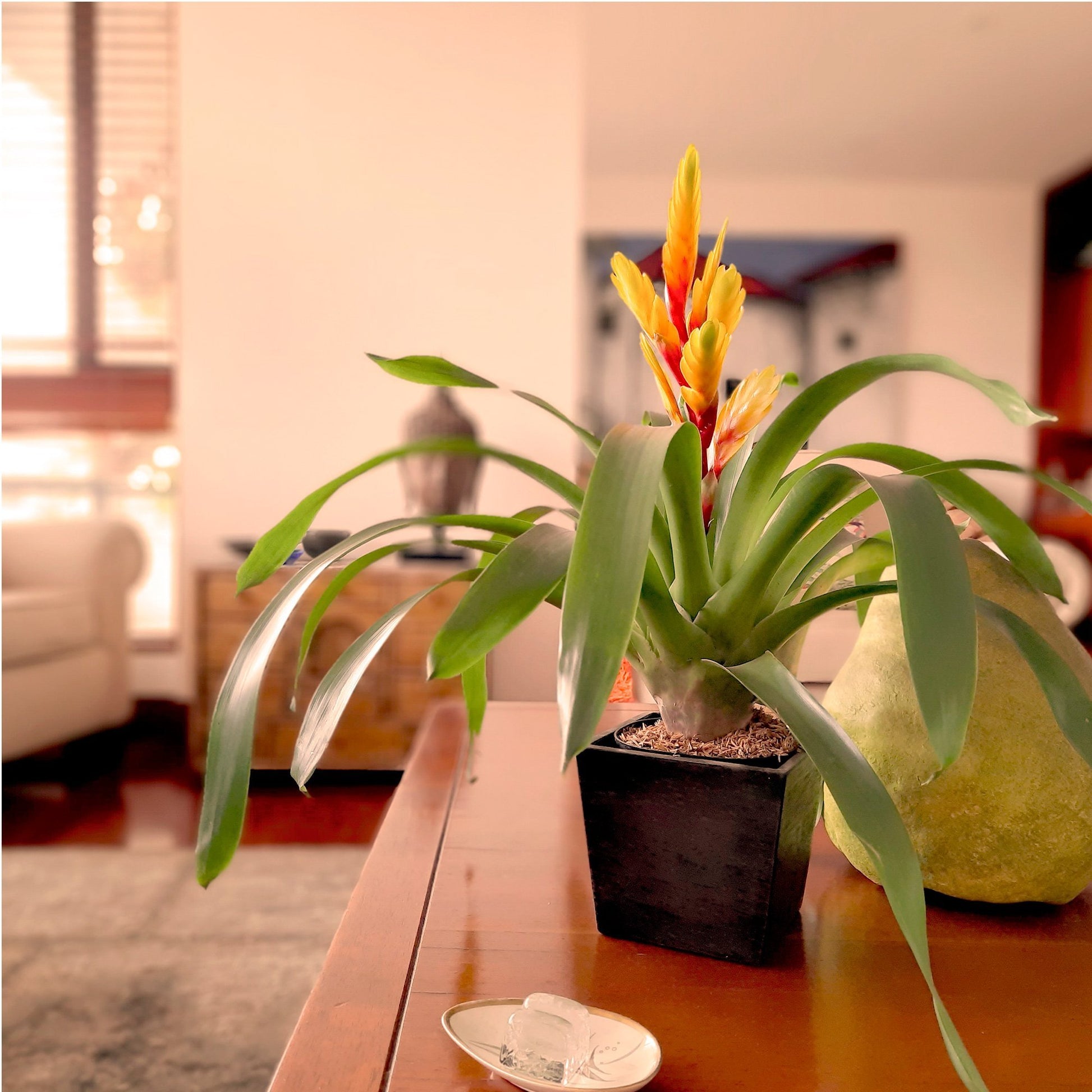 bromelia Vrisea amarilla plano contextual
