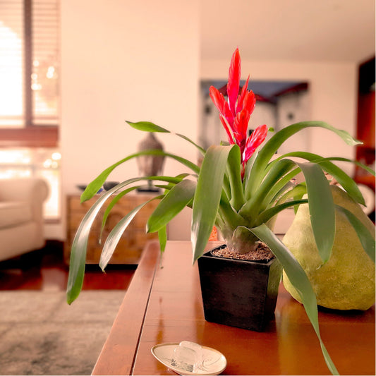 Bromelia Vrisea roja plano contexto