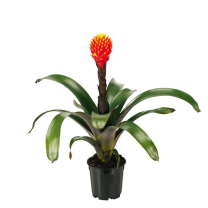 Bromelia Guzmania Conifera plano entero