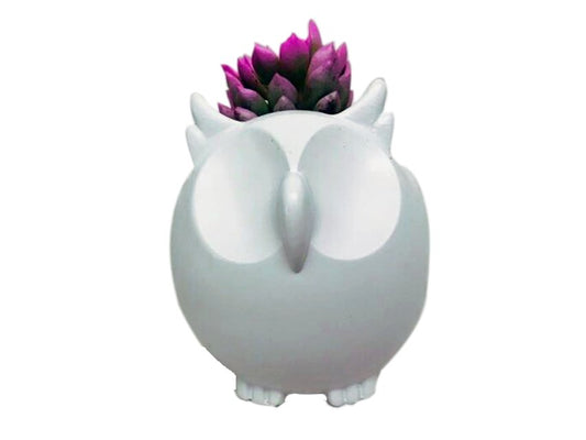 Buho con suculenta - Calyx plantas exoticas