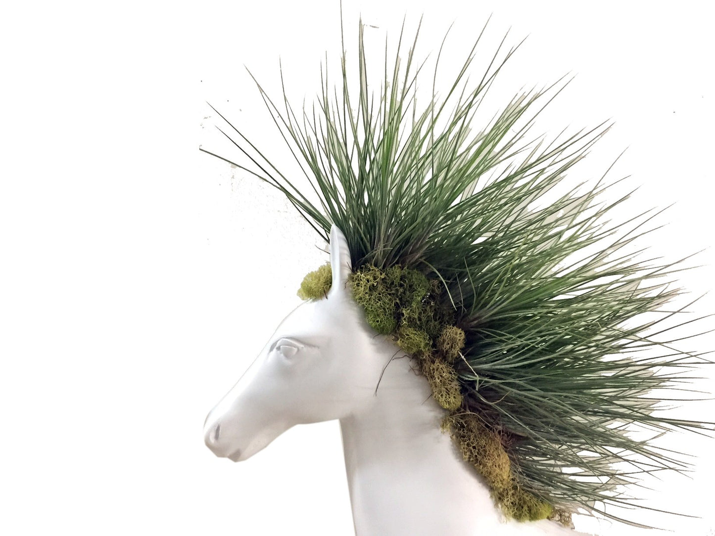 Plano detalle cabeza de caballo con tillandsias