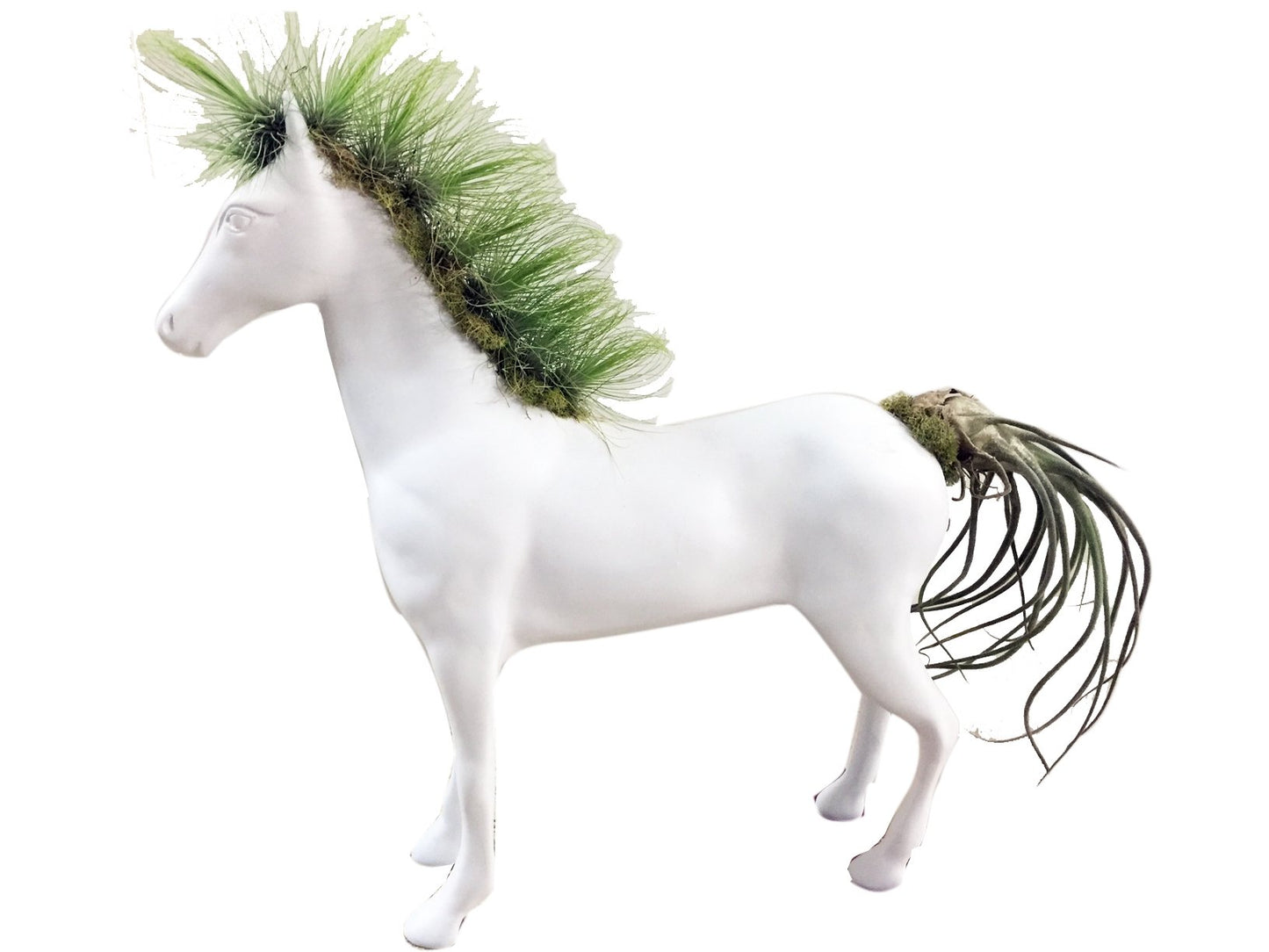 Plano general de caballo con tillandsias mixtas