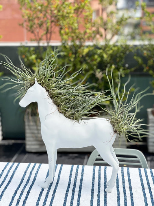 Caballo Grande con Tillandsia