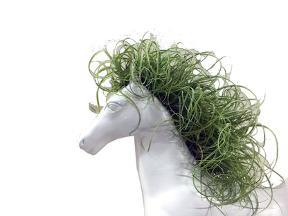 Caballo con Tillandsia - Calyx plantas exoticas