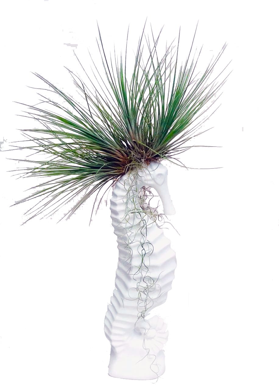 Caballo de Mar con Tillandsias - Calyx plantas exoticas
