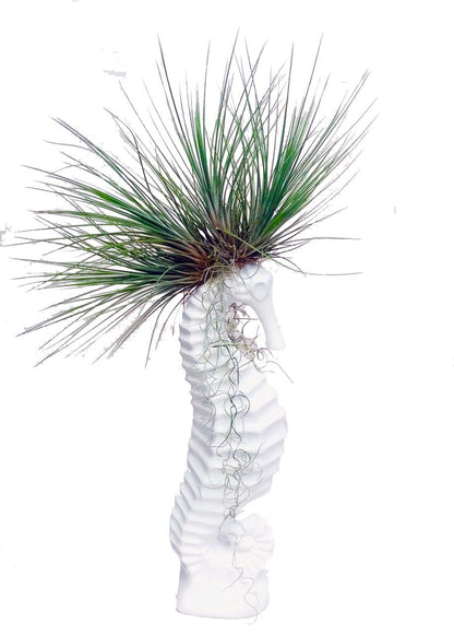 Caballo de Mar con Tillandsias - Calyx plantas exoticas