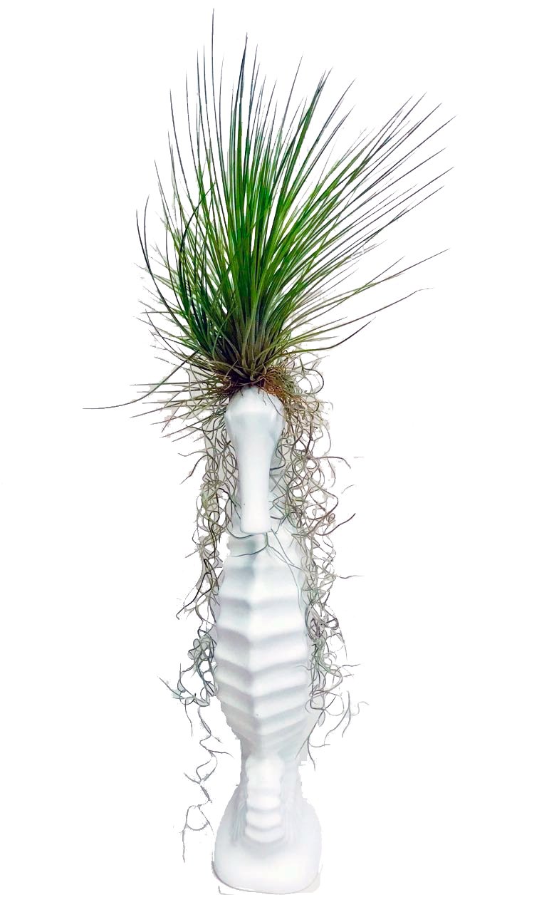 Caballo de Mar con Tillandsias - Calyx plantas exoticas