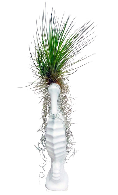 Caballo de Mar con Tillandsias - Calyx plantas exoticas