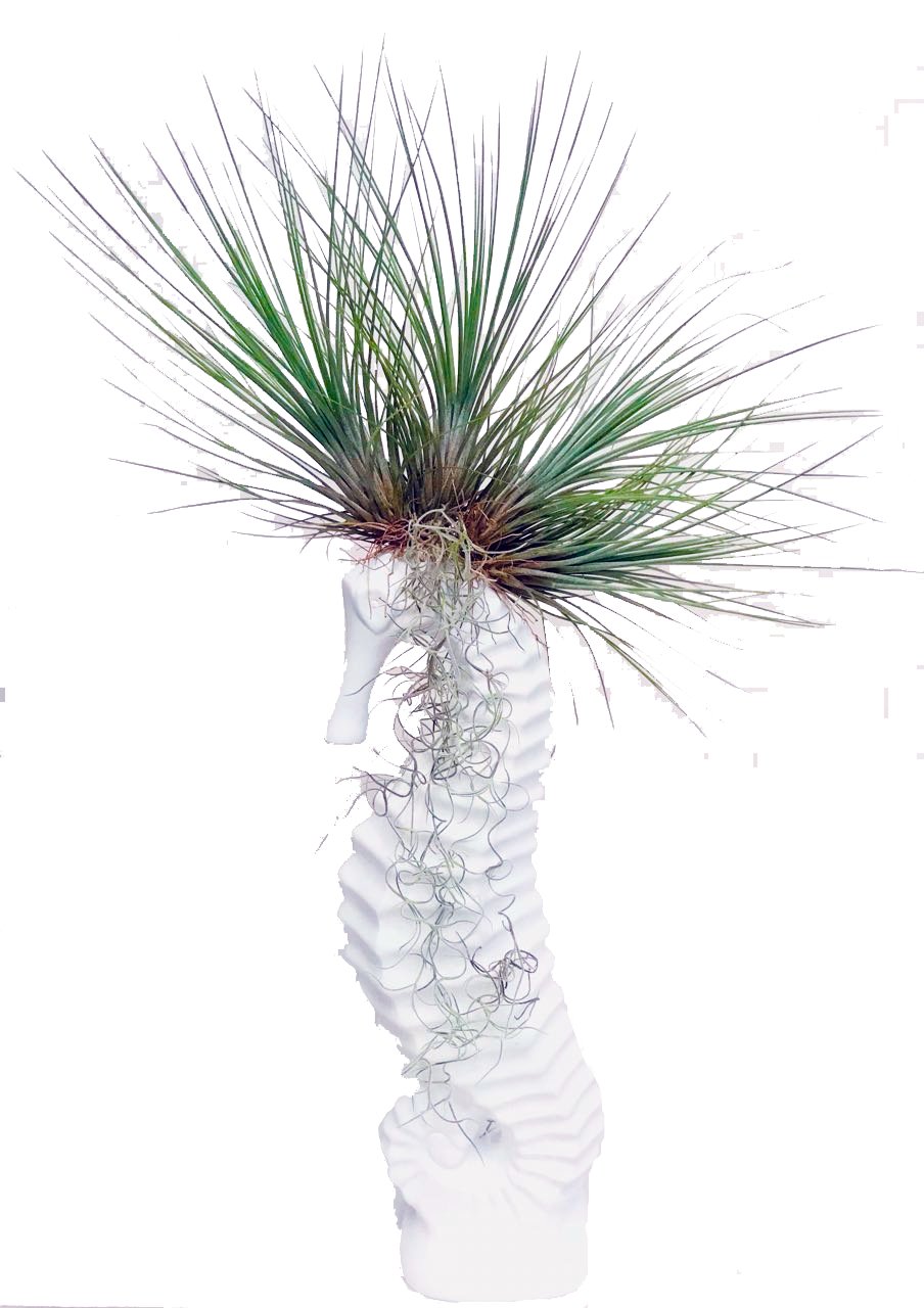 Caballo de Mar con Tillandsias - Calyx plantas exoticas