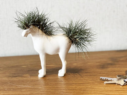 Caballo Pequeño con Tillandsia