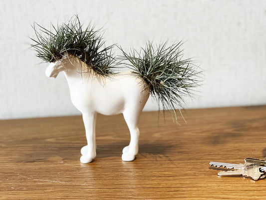 Caballo Pequeño con Tillandsia