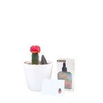 Cargar imagen en el visor de la galería, Cactus coreano rojo con todo lo que viene el producto
