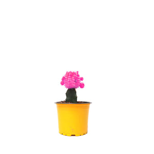 Cactus coreano fucsia plano entero