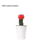 Cargar imagen en el visor de la galería, Cactus coreano  rojo con matera (no incluida) plano entero
