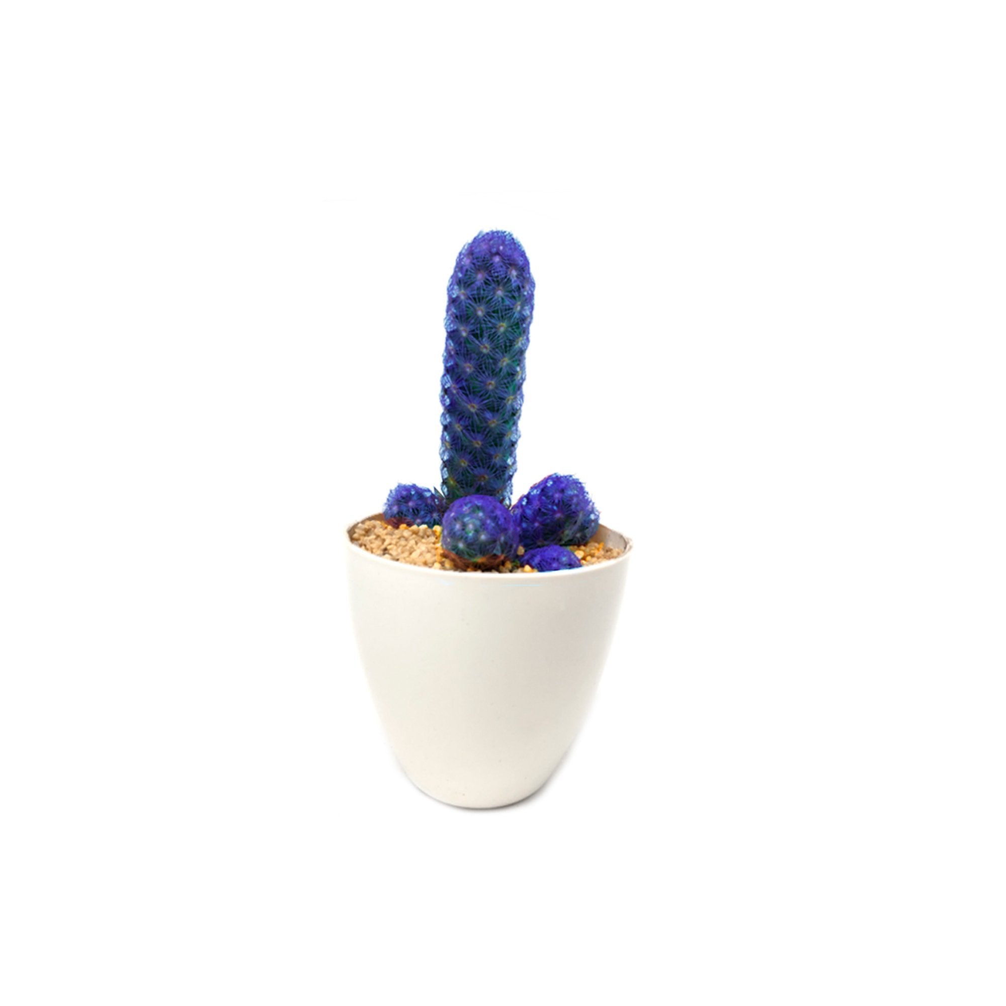 Cactus de color azul plano detalle