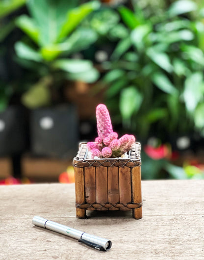 Cactus de colores