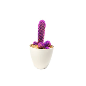 Cactus de color fucsia plano detalle