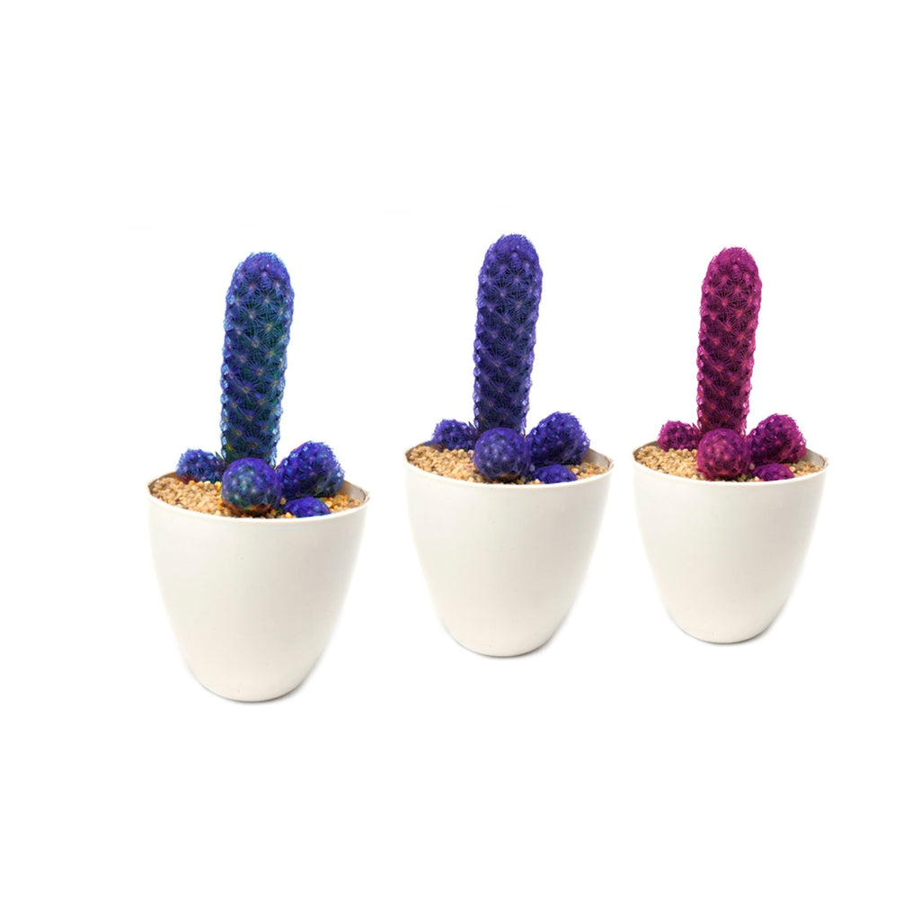 Cactus de colores varios
