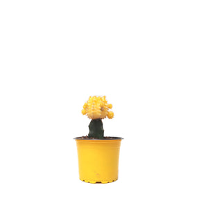 Cactus coreano amarillo plano entero