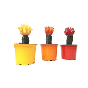 Cactus coreano diferentes colores.