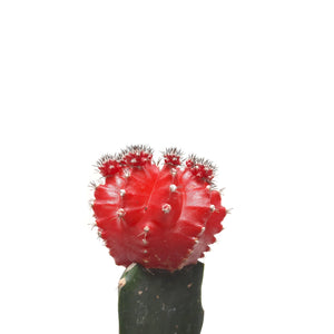 Cactus coreano plano detalle