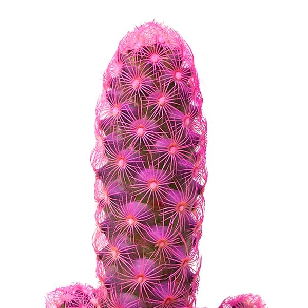 Plano detalle de cactus coreano rosado