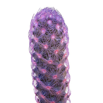 Plano detalle de cactus coreano morado