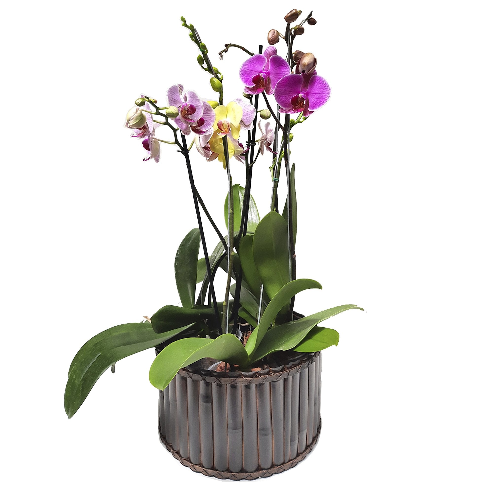 Arreglo tres orquídeas phalaenopsis de dos varas