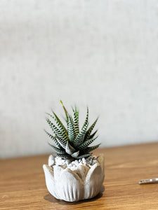 Aloe Cebra con matera "Rosina"