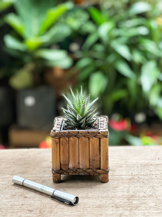 Aloe Cebra