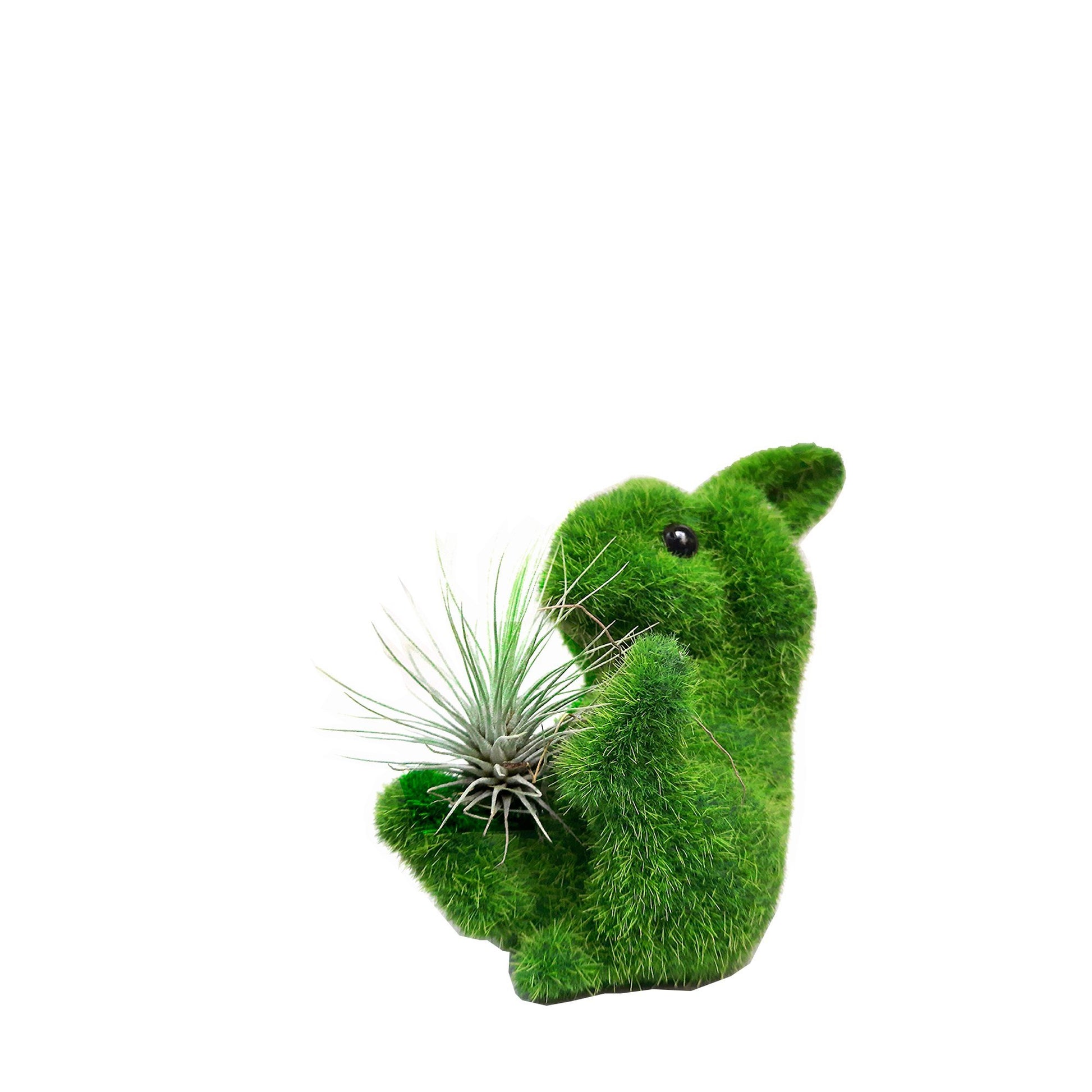 Conejo no oigo con tillandsia plano entero