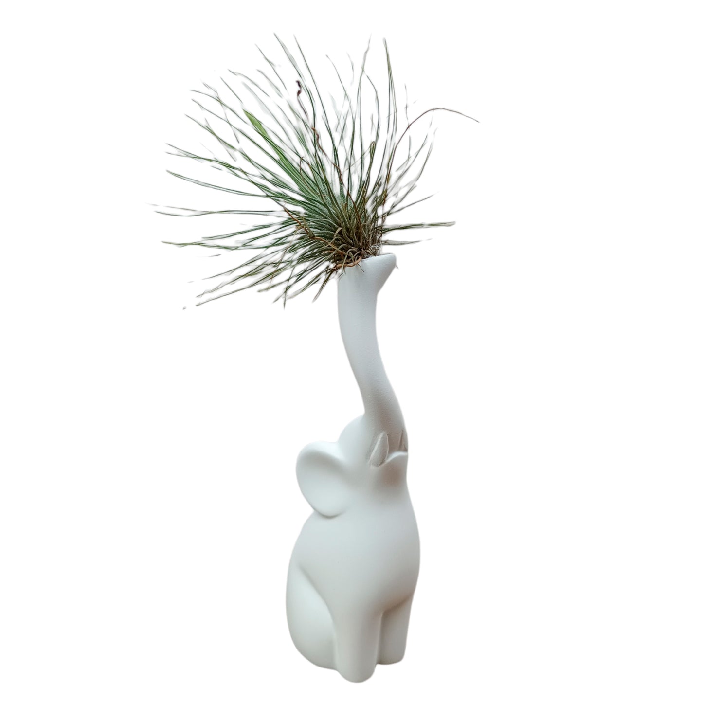 Elefante blanco con tillandsia de lado derecho
