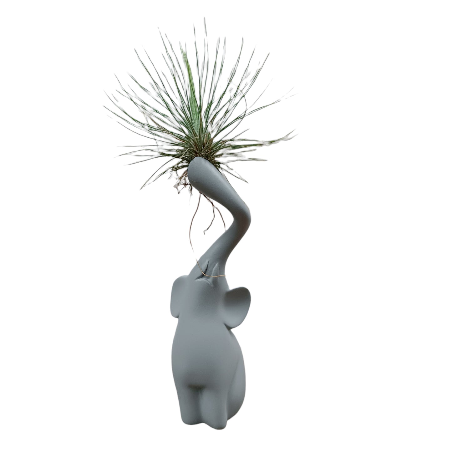 Elefante gris con tillandsia de frente