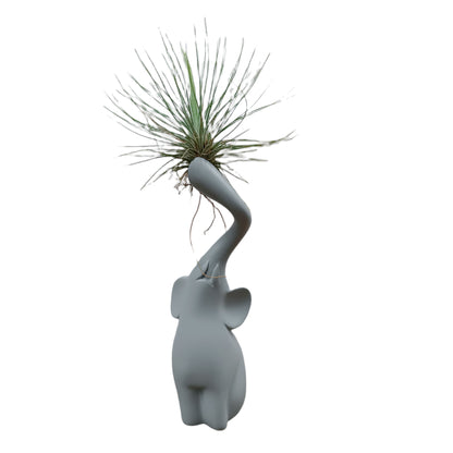 Elefante gris con tillandsia de frente