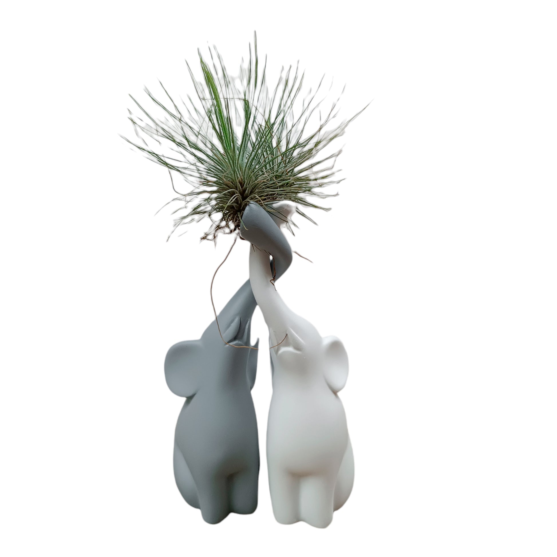 Elefantes enamorados con Tillandsia plano entero