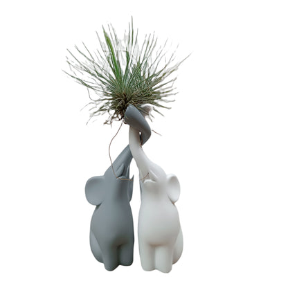 Elefantes enamorados con Tillandsia plano entero