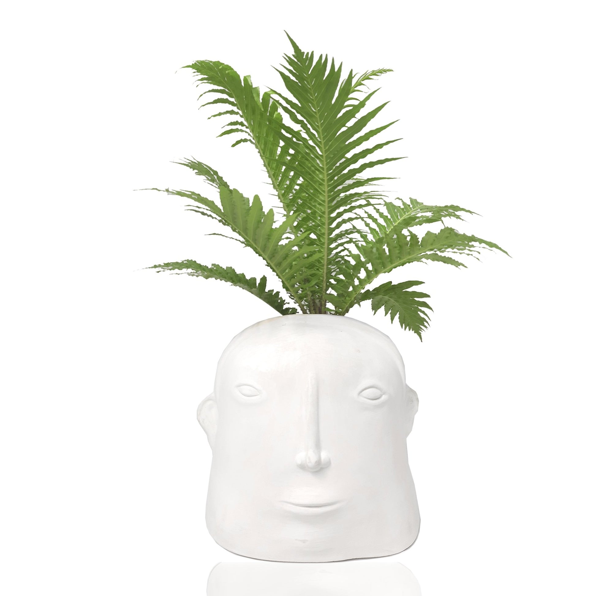 Cabeza con planta plano entero