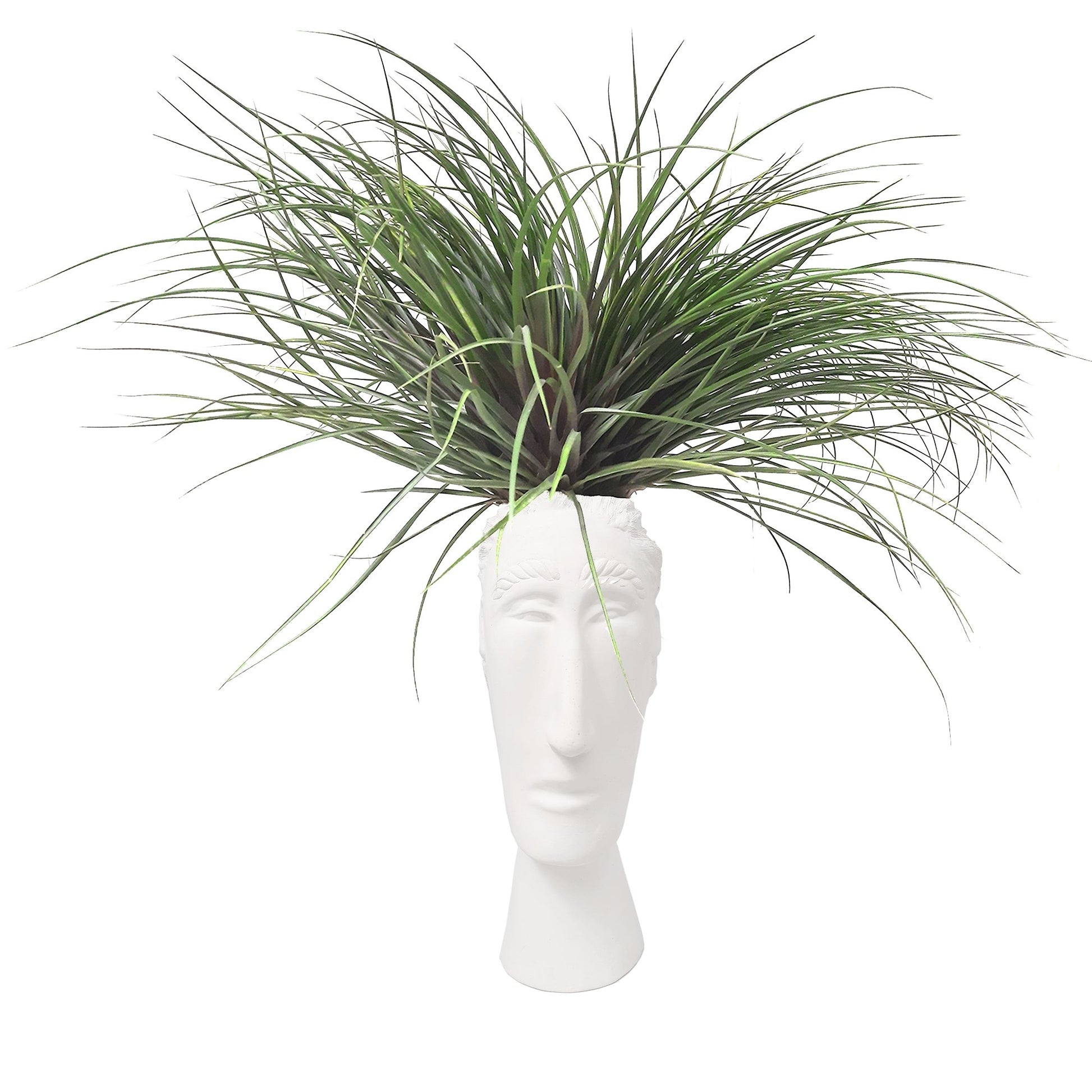 Cabeza alargada con tillandsia plano entero