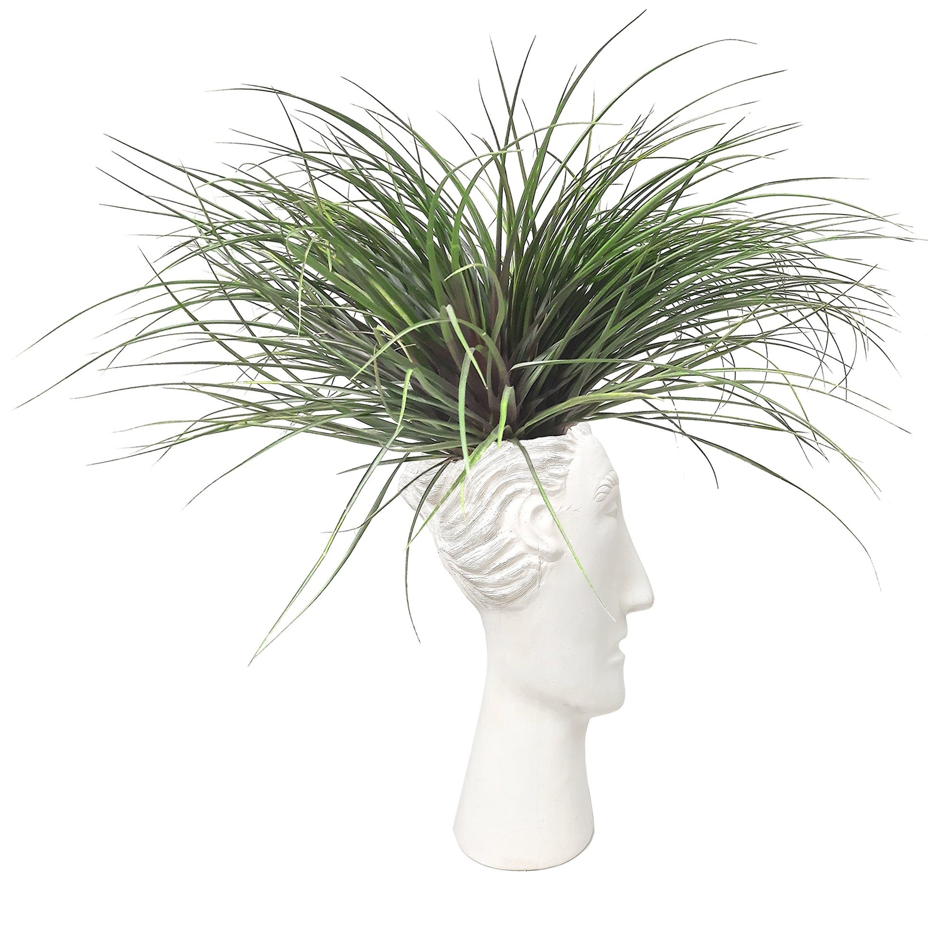 Cabeza alargada con tillandsia de lado plano entero