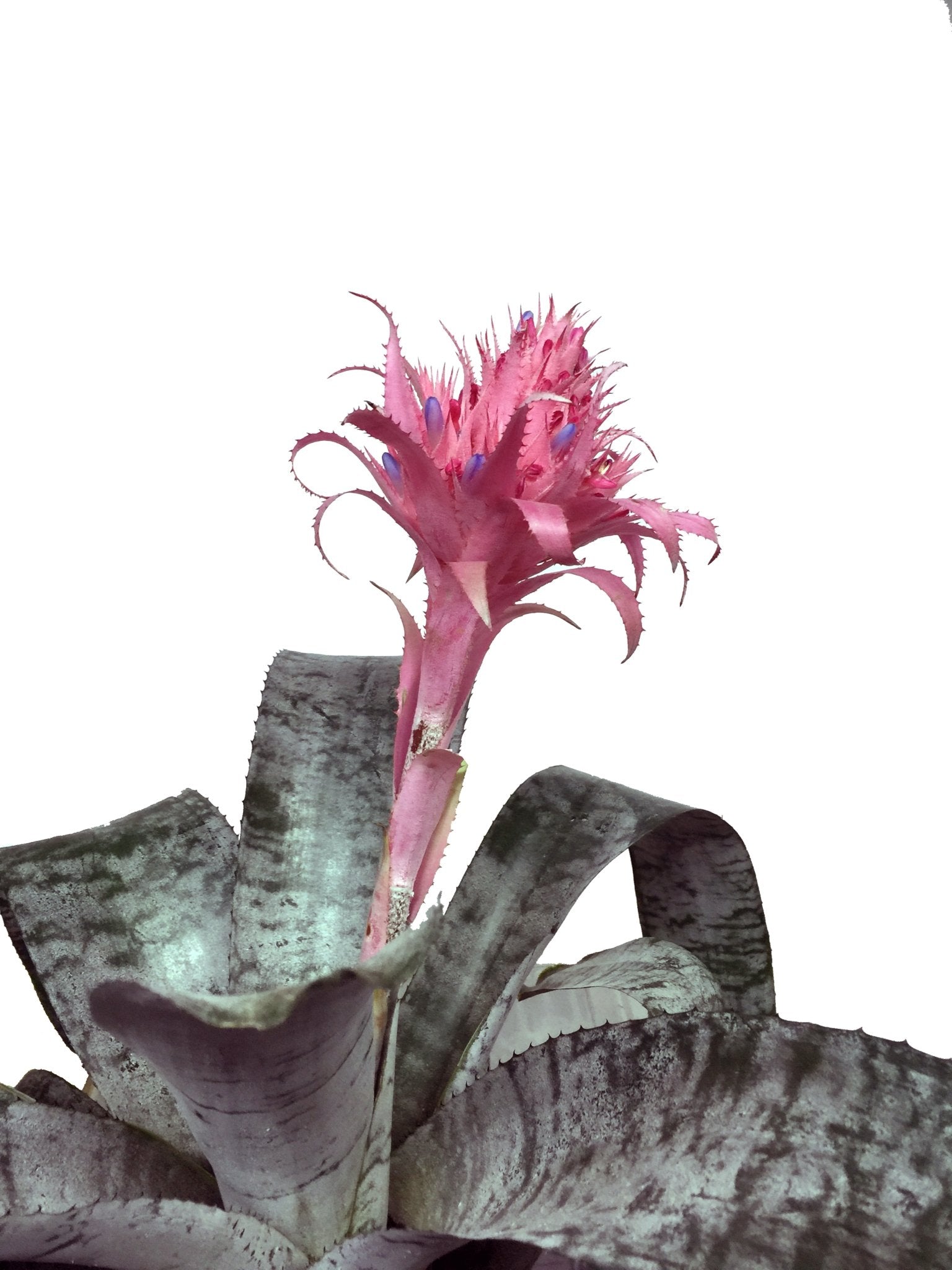 Plano medio de bromelia aechmea fasciata 