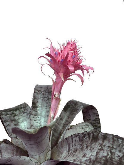 Plano medio de bromelia aechmea fasciata 