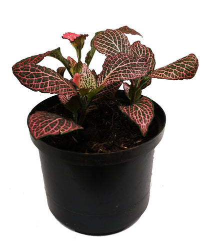 Plano entero de fitonia roja en matera de plastico negra